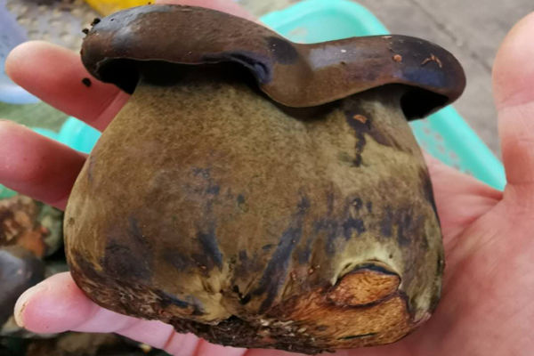 牛肝菌怎么吃才不苦