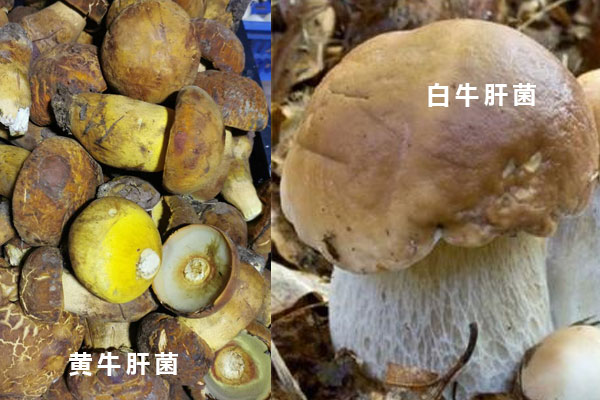 白牛肝菌和黃牛肝菌哪個(gè)更好吃，黃牛肝菌和白牛肝菌的區(qū)別