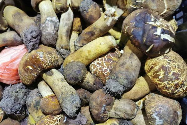 小孩子可以吃牛肝菌嗎，兒童吃牛肝菌有哪些好處呢