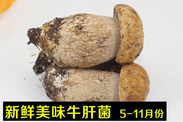 新鮮美味牛肝菌價格
