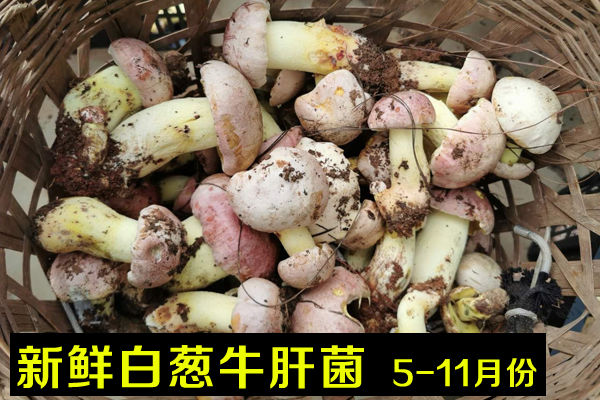 2020新鮮牛肝菌價格-野生新鮮黃白黑牛肝菌多少錢一斤
