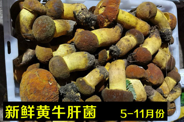 新鮮黃牛肝菌價格