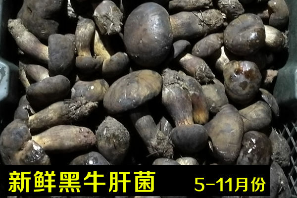 新鮮黑牛肝菌價格