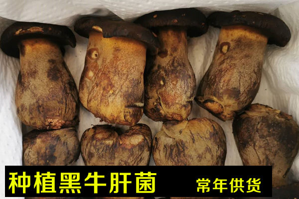 種植黑牛肝菌價格