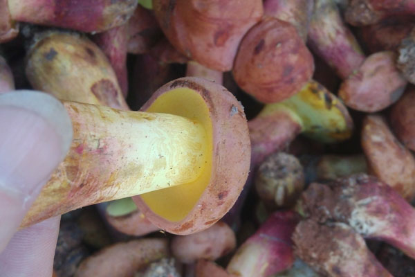 牛肝菌肥牛湯的功效作用與營(yíng)養(yǎng)價(jià)值 牛肝菌肥牛湯的功效作用與營(yíng)養(yǎng)價(jià)值