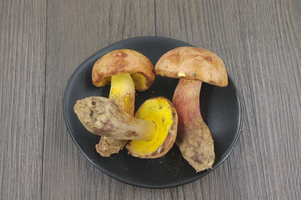 懷孕早期可以吃牛肝菌嗎