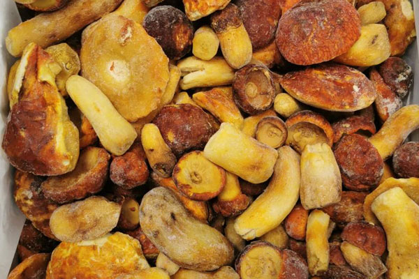 剛懷孕可以吃牛肝菌嗎，吃新鮮的牛肝菌好還是干的好