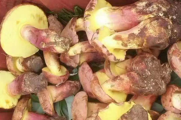 牛肝菌有點(diǎn)苦味正常嗎，牛肝菌存放時(shí)間多久最好