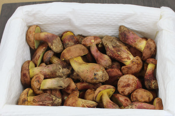 牛肝菌放多久最好