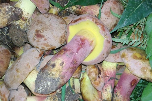 牛肝菌放久了有什么壞處