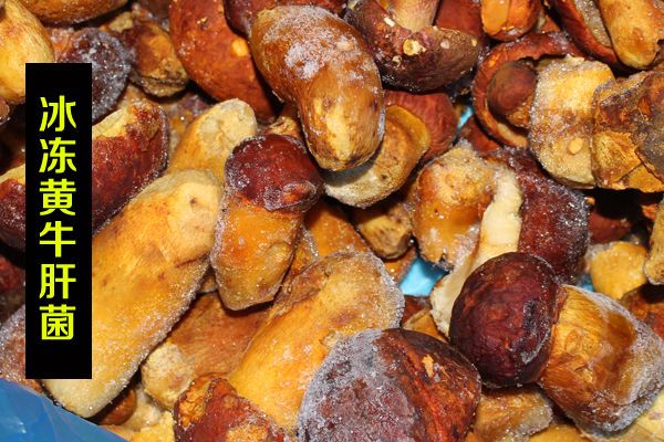 冰凍黃牛肝菌價格