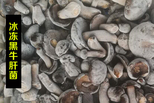 冰凍黑牛肝菌價格