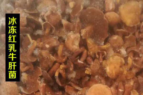 冰凍紅乳牛肝菌價格