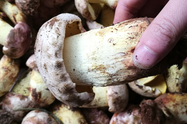 新鮮、冰凍、干牛肝菌的保存方法有哪些