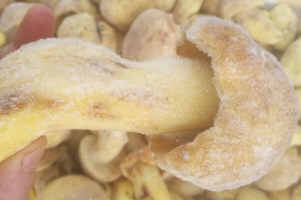 冰凍牛肝菌的保存方法