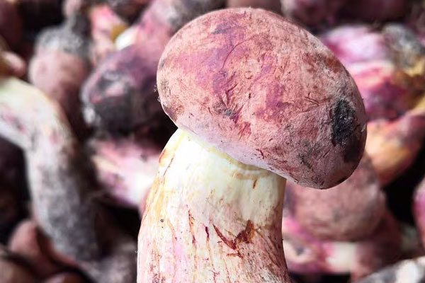 牛肝菌煲雞湯需要多久，還可以加什么食材