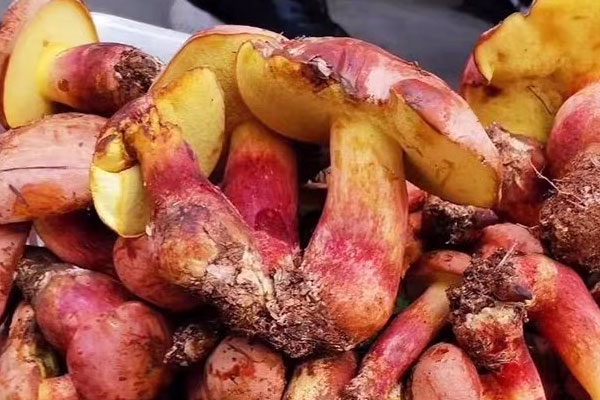 挑選牛肝菌的小技巧有哪些