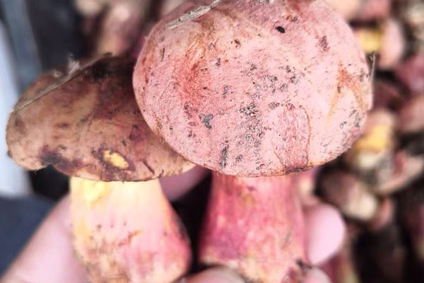 挑選牛肝菌的小技巧，牛肝菌可以和蝦一起吃嗎