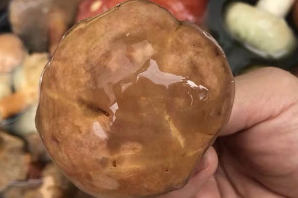 牛肝菌可以用來包餃子吃嗎