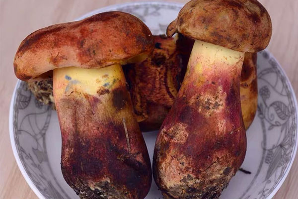 牛肝菌怎么有股怪味，發(fā)霉的牛肝菌可以吃嗎