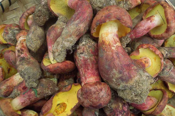 牛肝菌有異味是正常的嗎