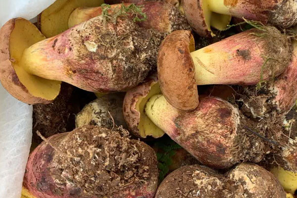 吃牛肝菌可以開胃嗎，小孩可以吃牛肝菌嗎