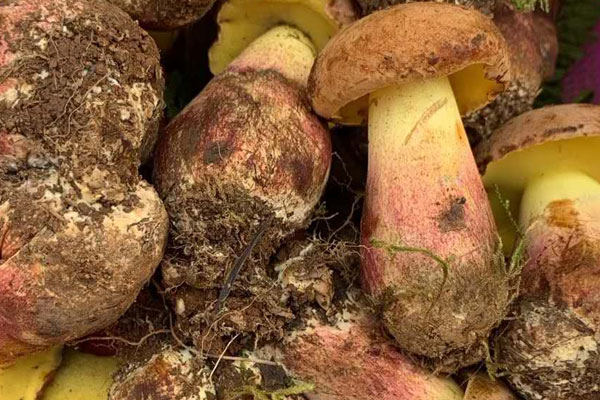 喂奶期間吃了牛肝菌會回奶嗎