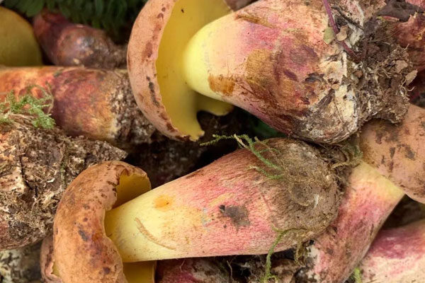 哺乳期吃牛肝菌會回奶嗎，哺乳期吃牛肝菌的好處有哪些