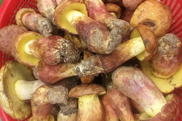 皮膚過敏可以吃牛肝菌嗎，炒鮮牛肝菌用焯水嗎