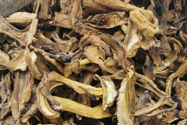 吃牛肝菌為什么會(huì)過(guò)敏