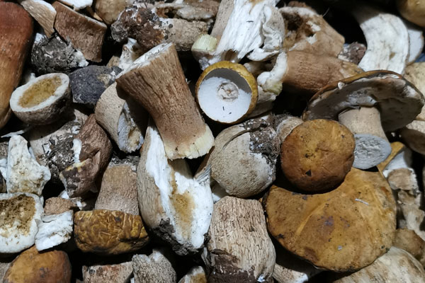 新鮮牛肝菌要不要焯水