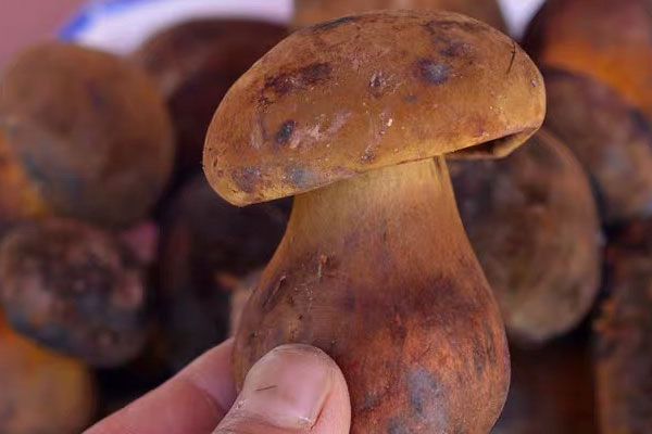 牛肝菌能補腎嗎，牛肝菌和什么食材搭配效果好