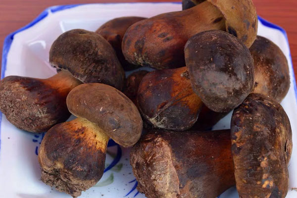 牛肝菌和什么食材一起搭配好