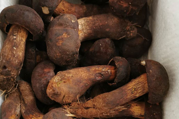 牛肝菌和海帶一起吃，具有哪些功效作用