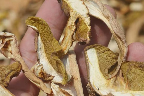 干品牛肝菌可以用開水泡嗎，怎樣泡發(fā)干牛肝菌不會(huì)造成營養(yǎng)流失