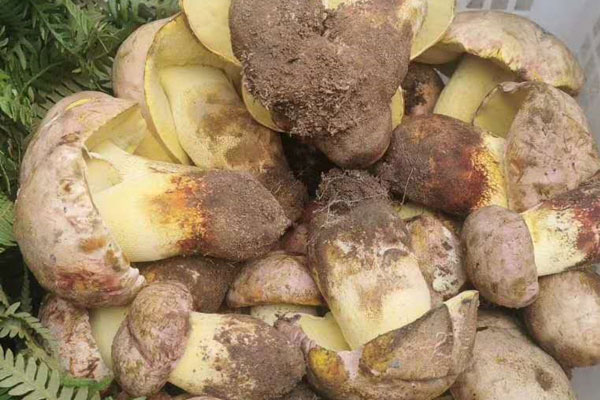 牛肝菌和木耳一起吃有哪些功效作用