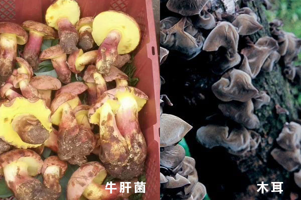 牛肝菌可以和木耳一起吃嗎，高血壓患者可以吃牛肝菌嗎