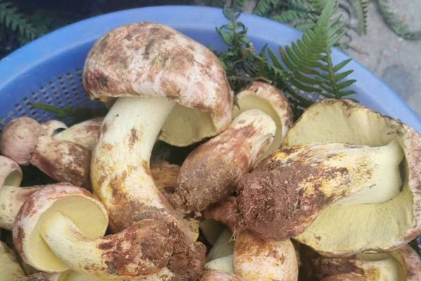 腎炎患者可以吃牛肝菌嗎，野生牛肝菌孕婦能吃嗎