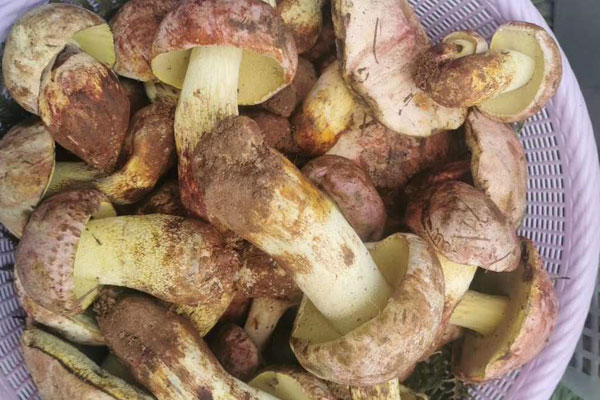 野生牛肝菌孕婦可以吃嗎