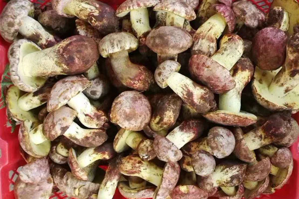 野生牛肝菌可以緩解孕婦憂慮、緊張的情緒