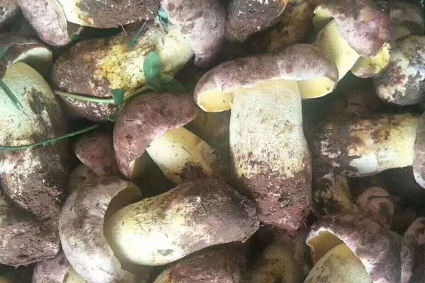 牛肝菌和雞蛋能一起吃嗎，海鮮菇和牛肝菌有哪些區(qū)別