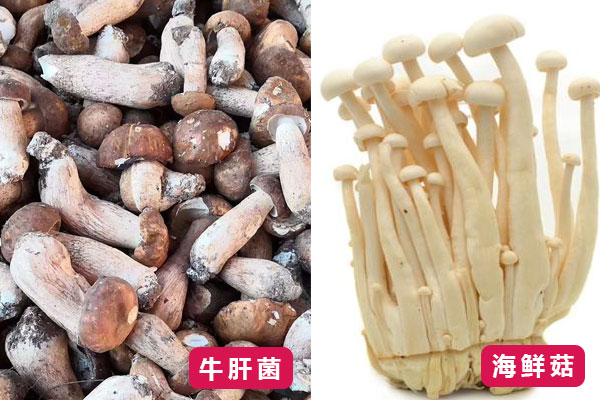 海鮮菇和牛肝菌的區(qū)別
