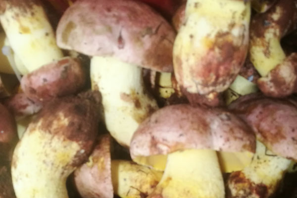 手術(shù)后可以吃牛肝菌嗎，孕婦能不能吃牛肝菌燉湯