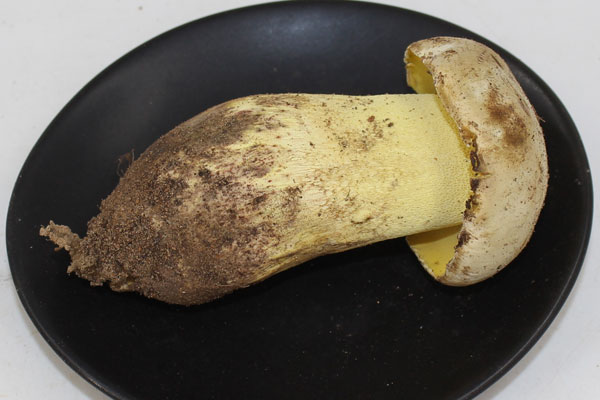 牛肝菌開傘了還好嗎