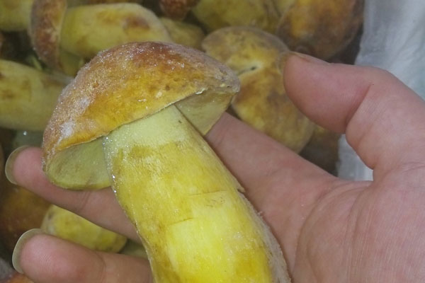 牛肝菌是不是發(fā)物