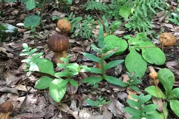 牛肝菌是大的好還是小的好