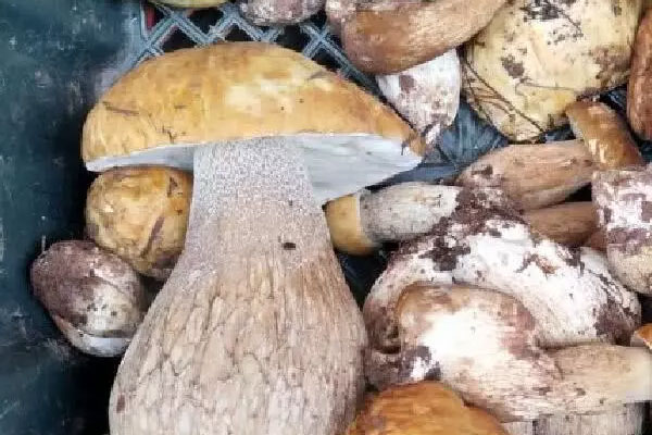 牛肝菌可以和洋蔥一起吃嗎，大的牛肝菌好還是小的牛肝菌好