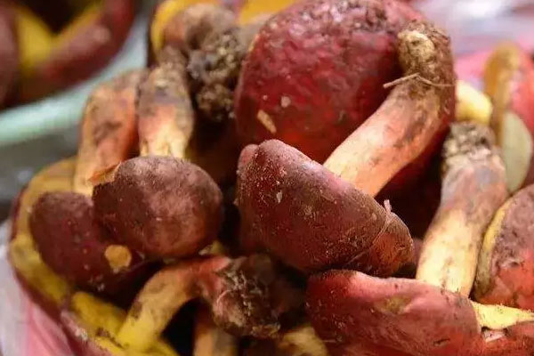 牛肝菌的菌腳能吃嗎