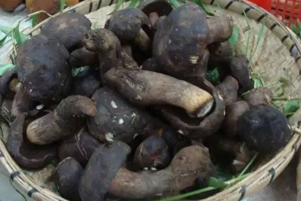 牛肝菌的菌腳可以吃嗎，牛肝菌的菌腳營養(yǎng)價值高還是菌帽