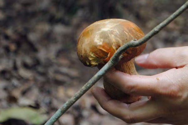 洗過的新鮮牛肝菌應(yīng)該怎么保存好，牛肝菌在常溫下怎么保存